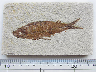石灰岩平板中の魚化石(Knightia他)